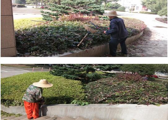绿植建剪，美化环境